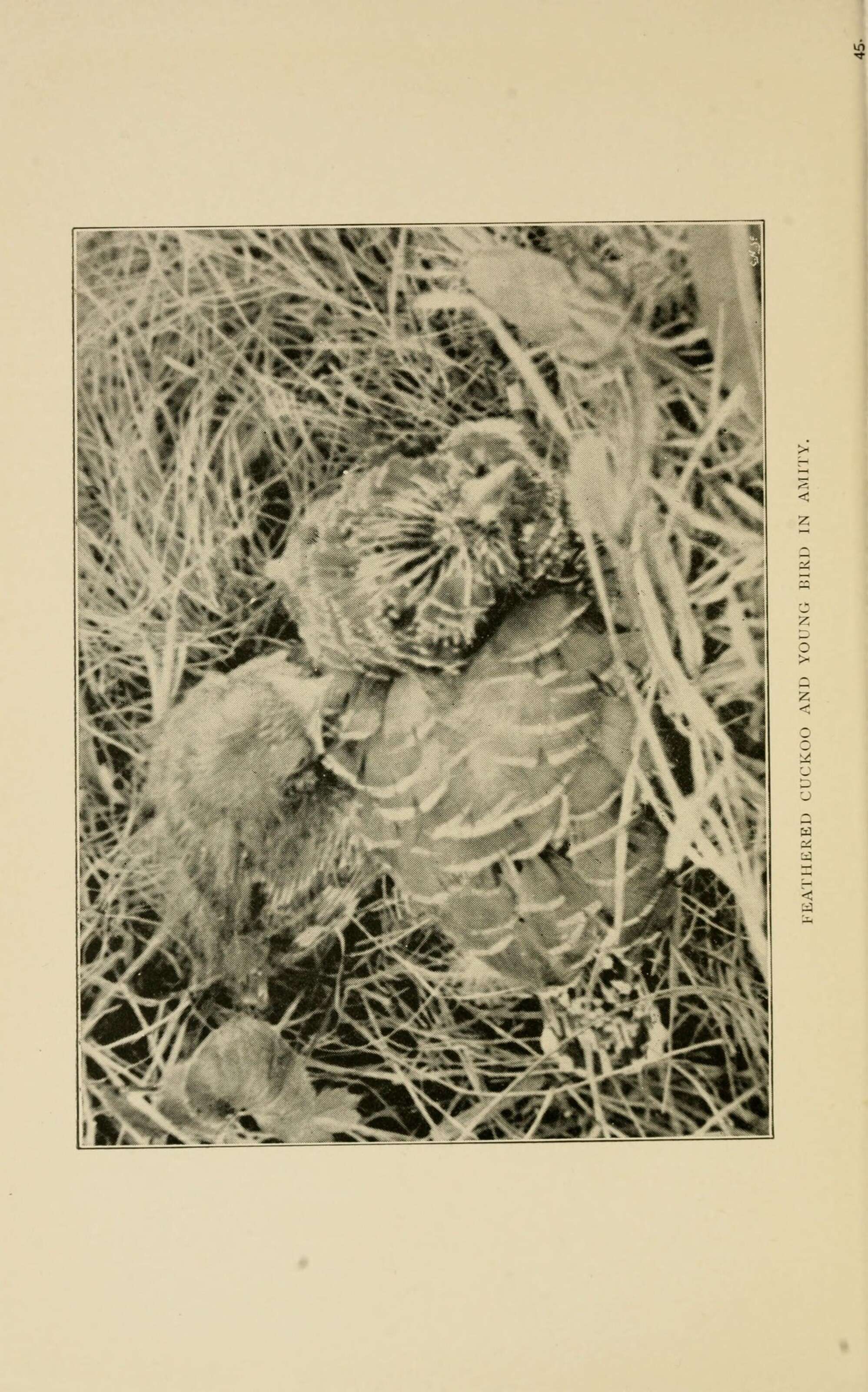 Image of Common Cuckoo