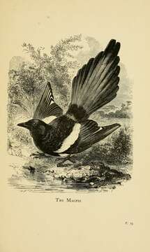 Image of magpie