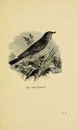 Image of Song Thrush