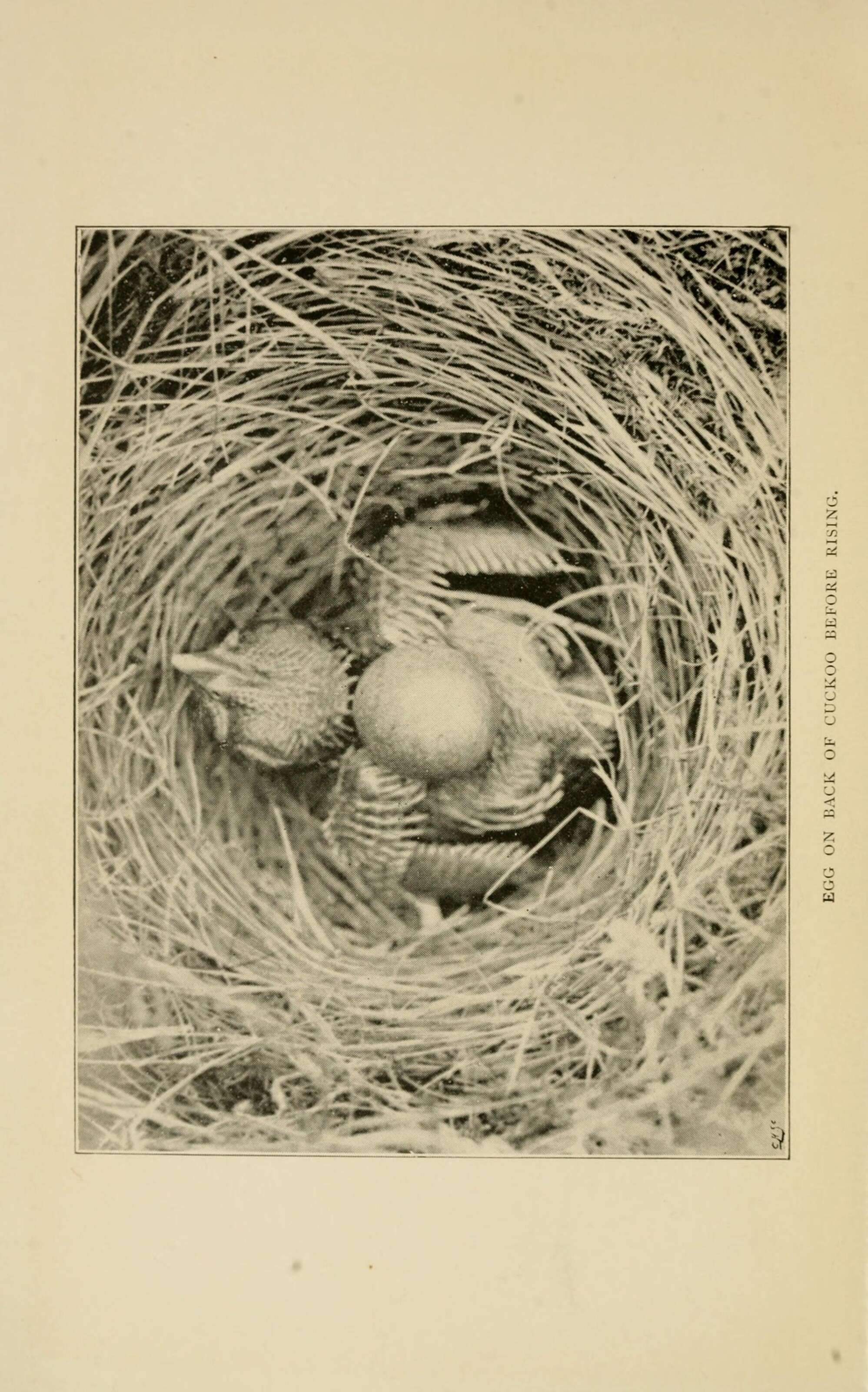 Image of Common Cuckoo