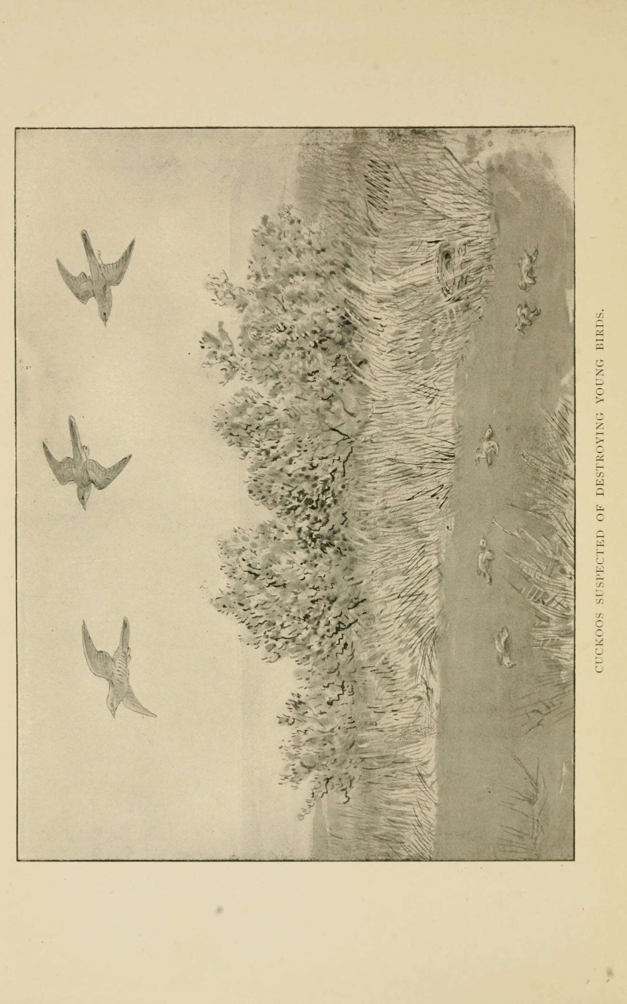 Image of Common Cuckoo