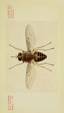 Image of tsetse flies