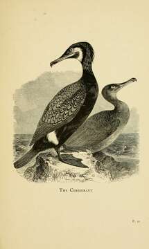 Image of Black Shag