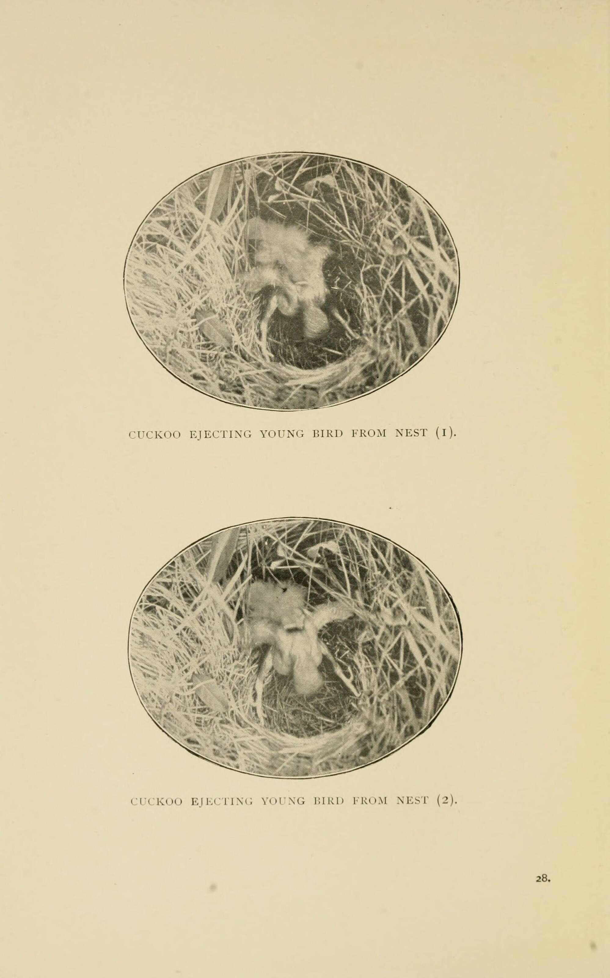 Image of Common Cuckoo