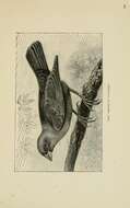Image of Brown-headed Cowbird