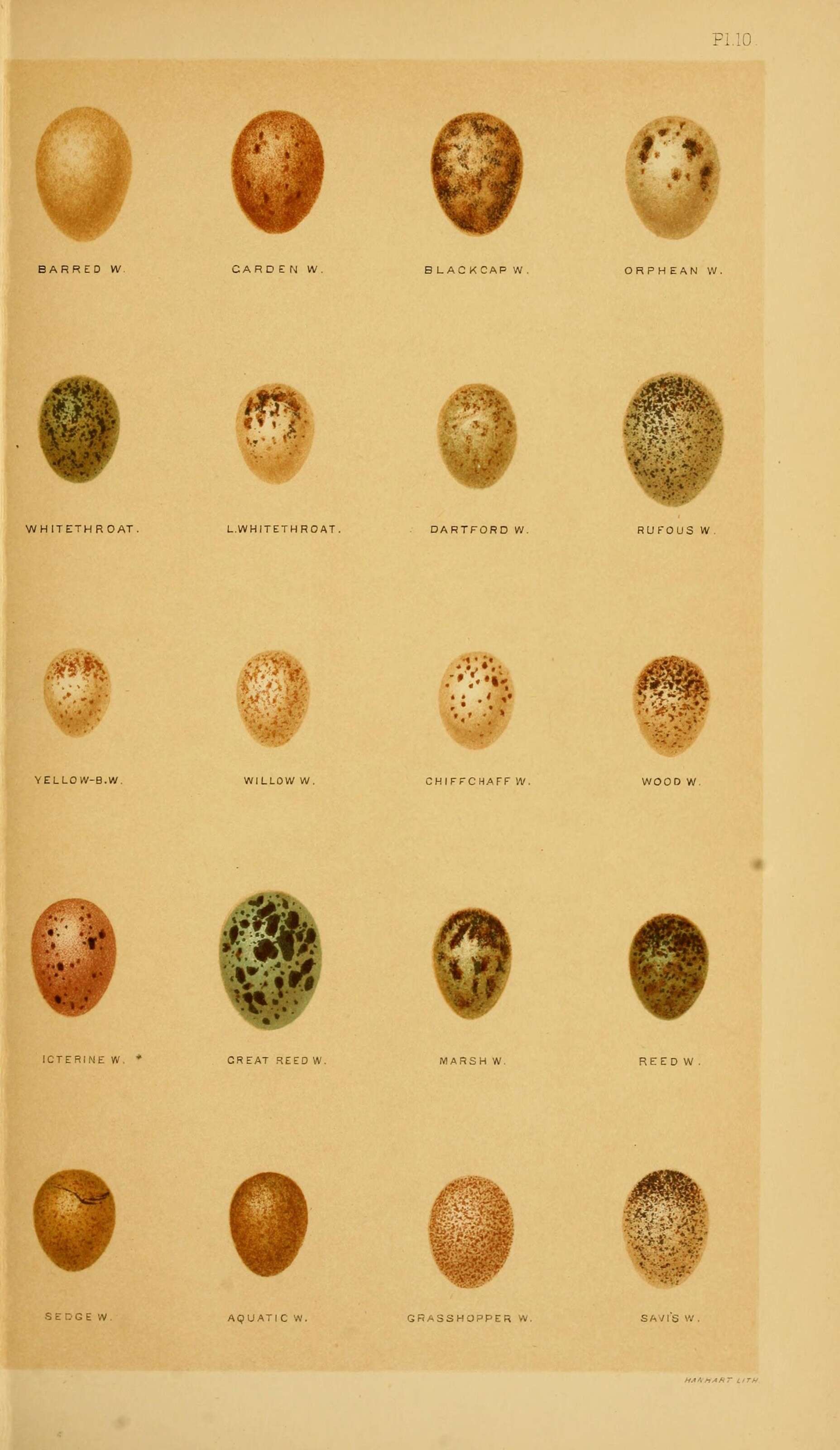 Image de Curruca nisoria (Bechstein 1792)