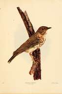 Image of Veery