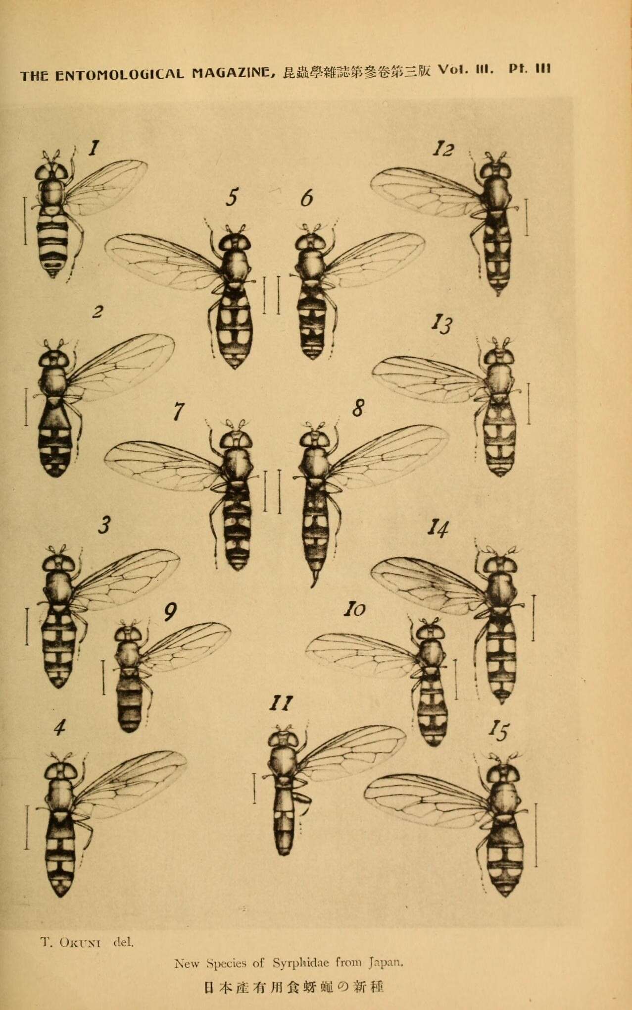 Imagem de Syrphidae