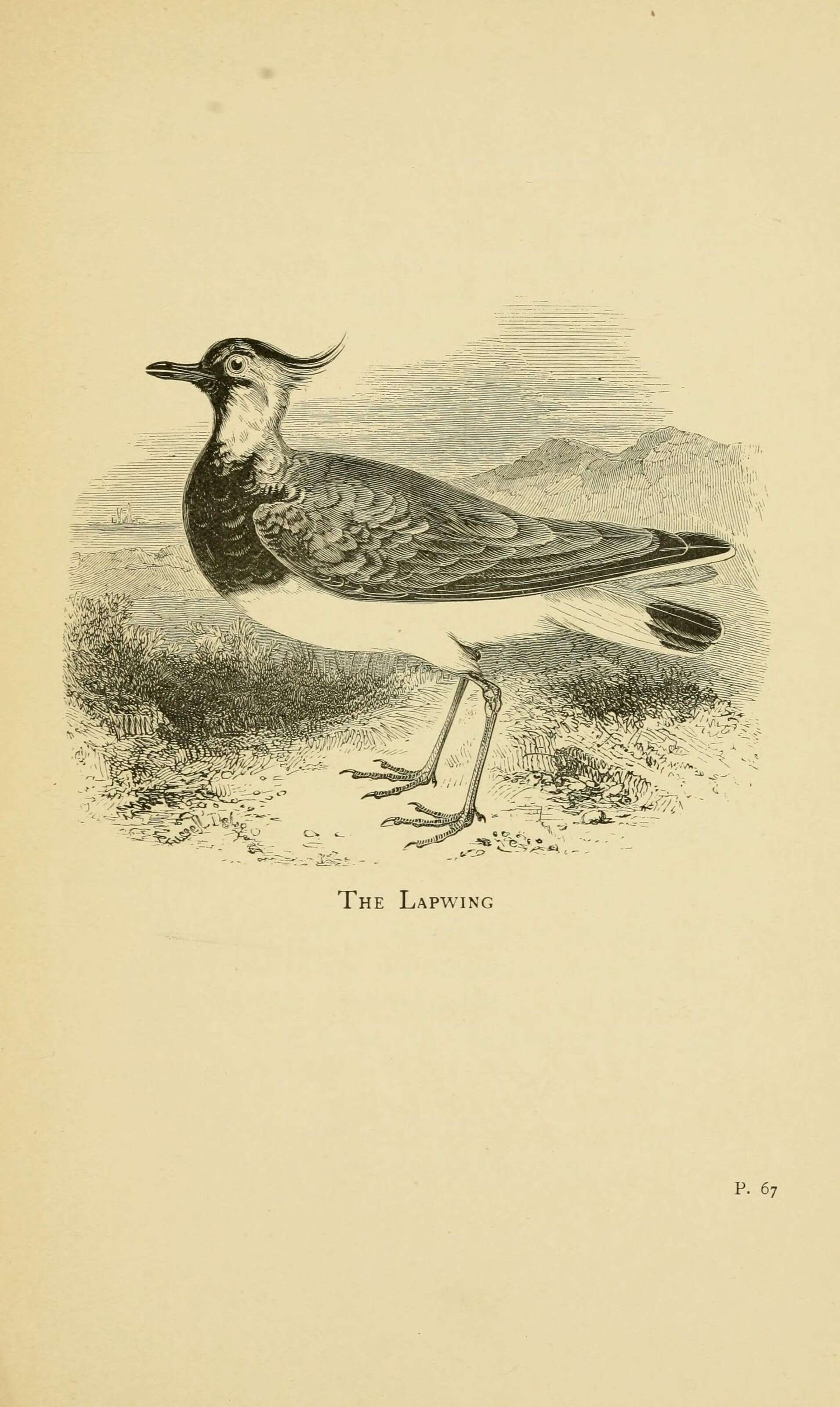 Image of Lapwing