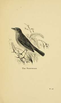 Image of nightingale, common nightingale