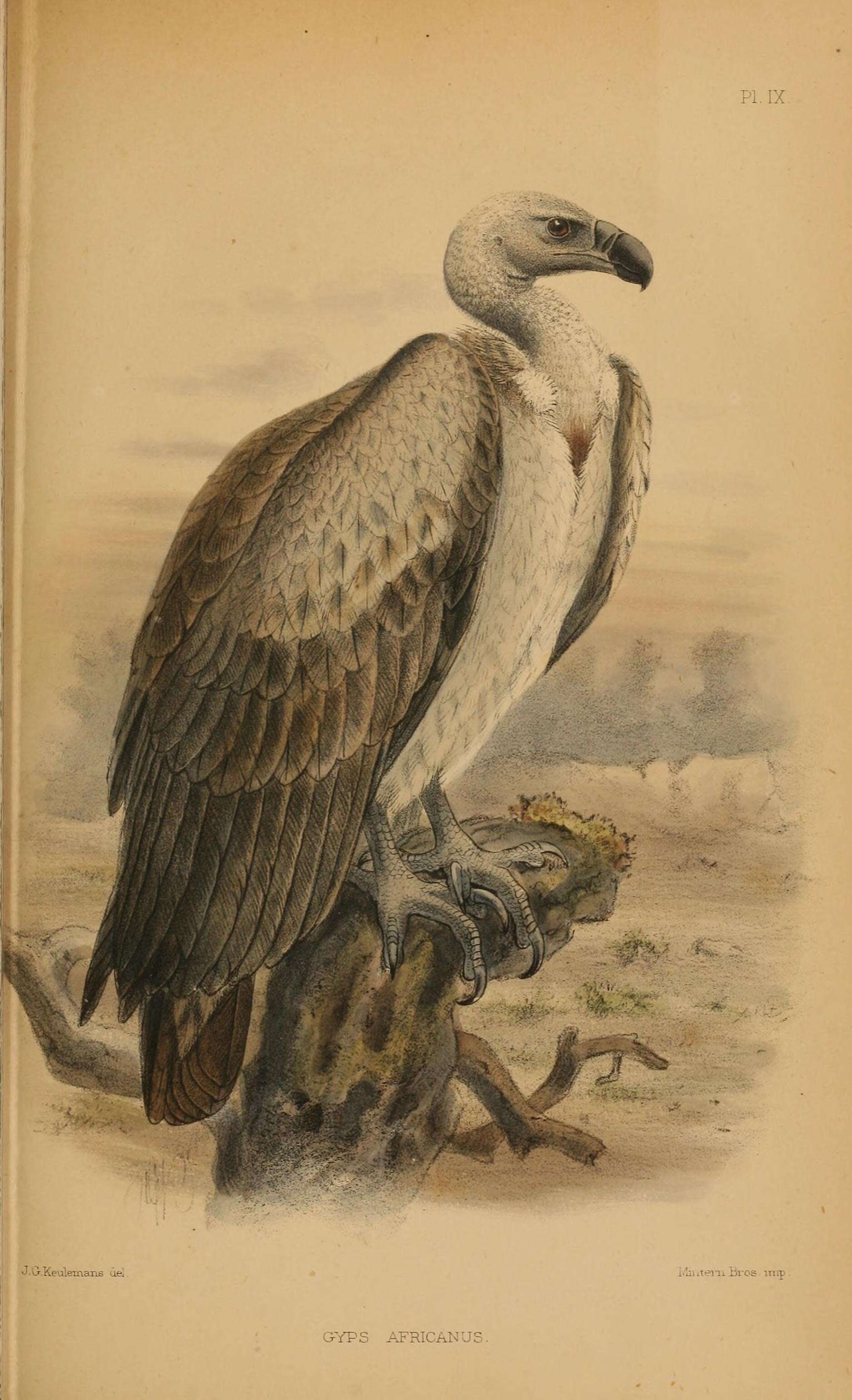 Image of White-backed Vulture