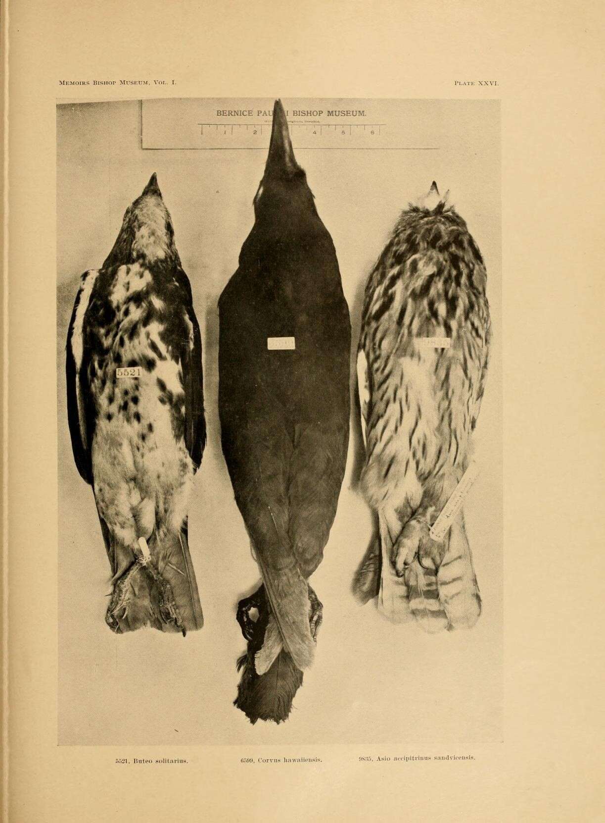 Image of Hawaiian Hawk