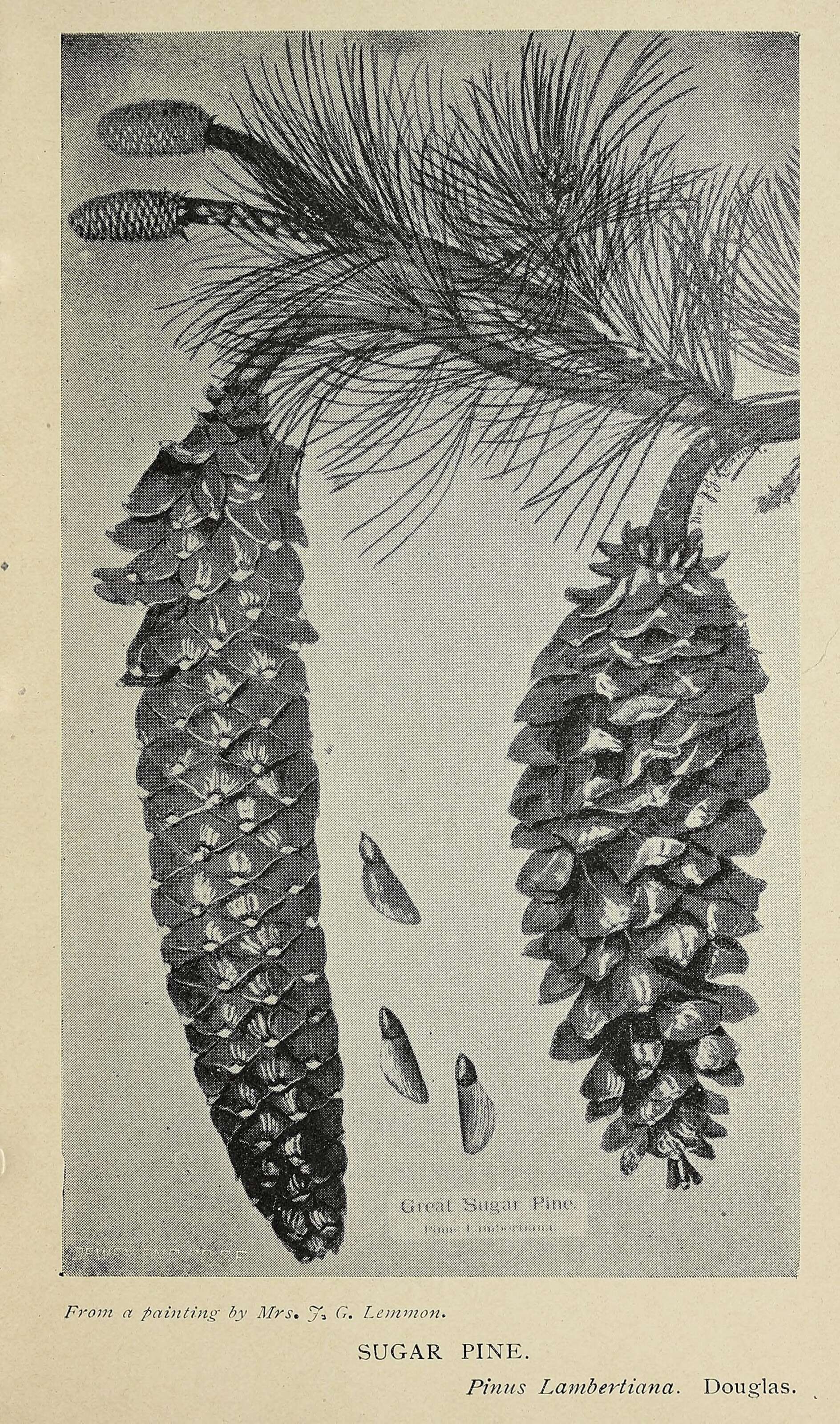 Pinus lambertiana Douglas resmi