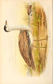 Image of Great Indian Bustard