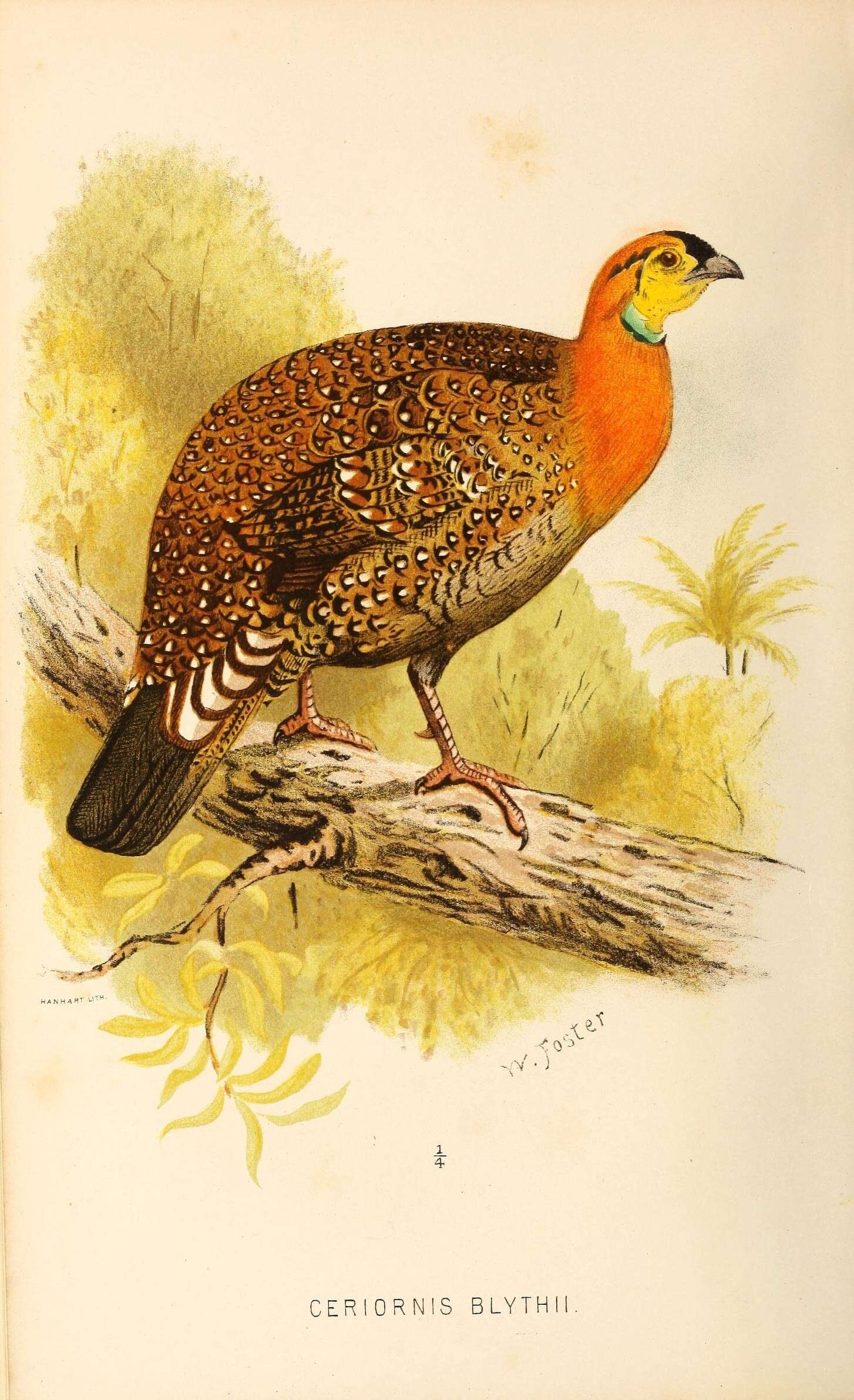 Imagem de Tragopan blythii (Jerdon 1870)