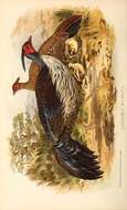 Image of Black-backed kalij pheasant