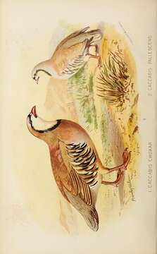 Image of Chukar partridge