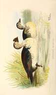 Image of Sarkidiornis Eyton 1838