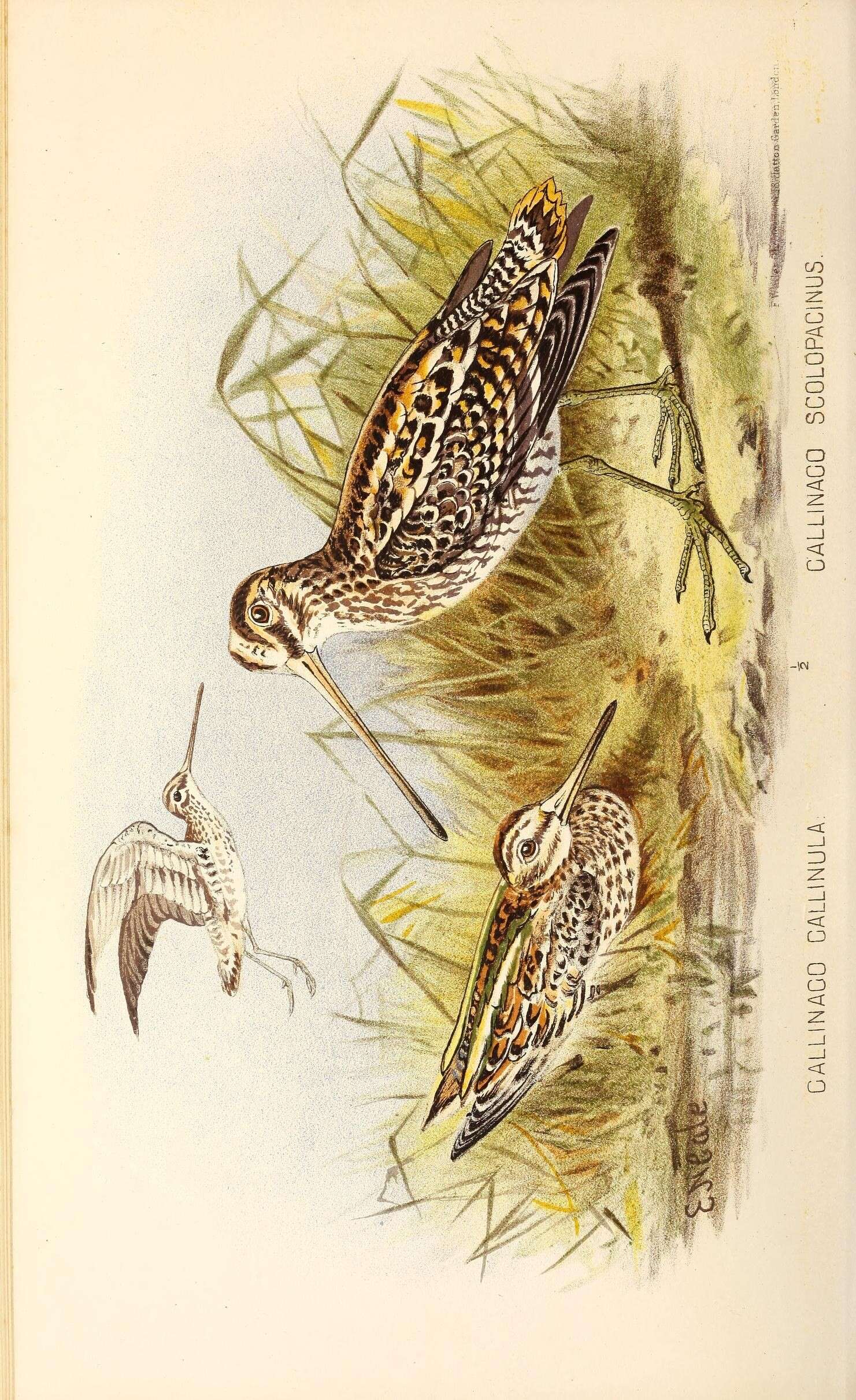 Image of Lymnocryptes Boie & F 1826