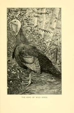 Imagem de Meleagris gallopavo silvestris Vieillot 1817