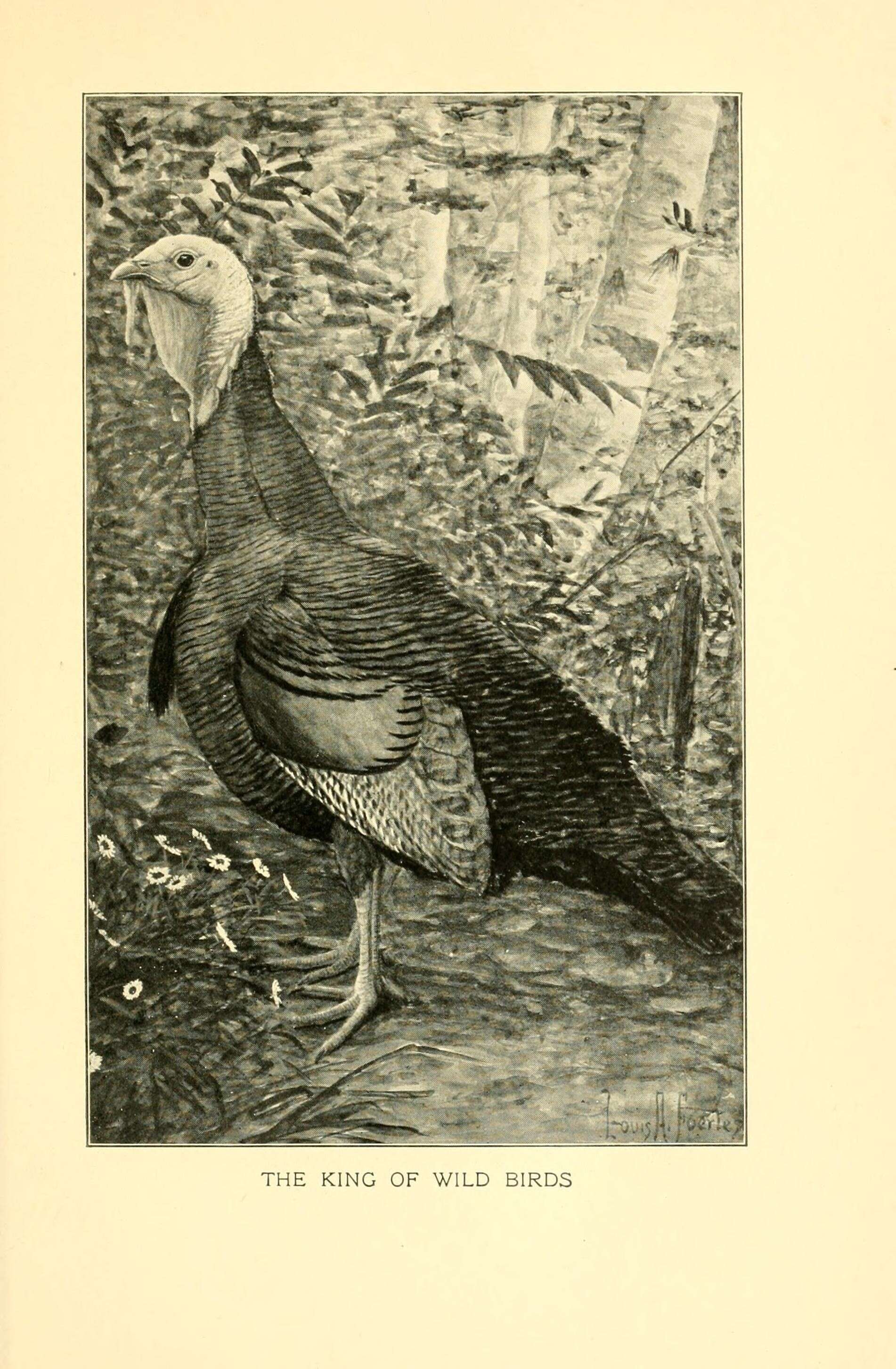 Image of Meleagris gallopavo silvestris Vieillot 1817