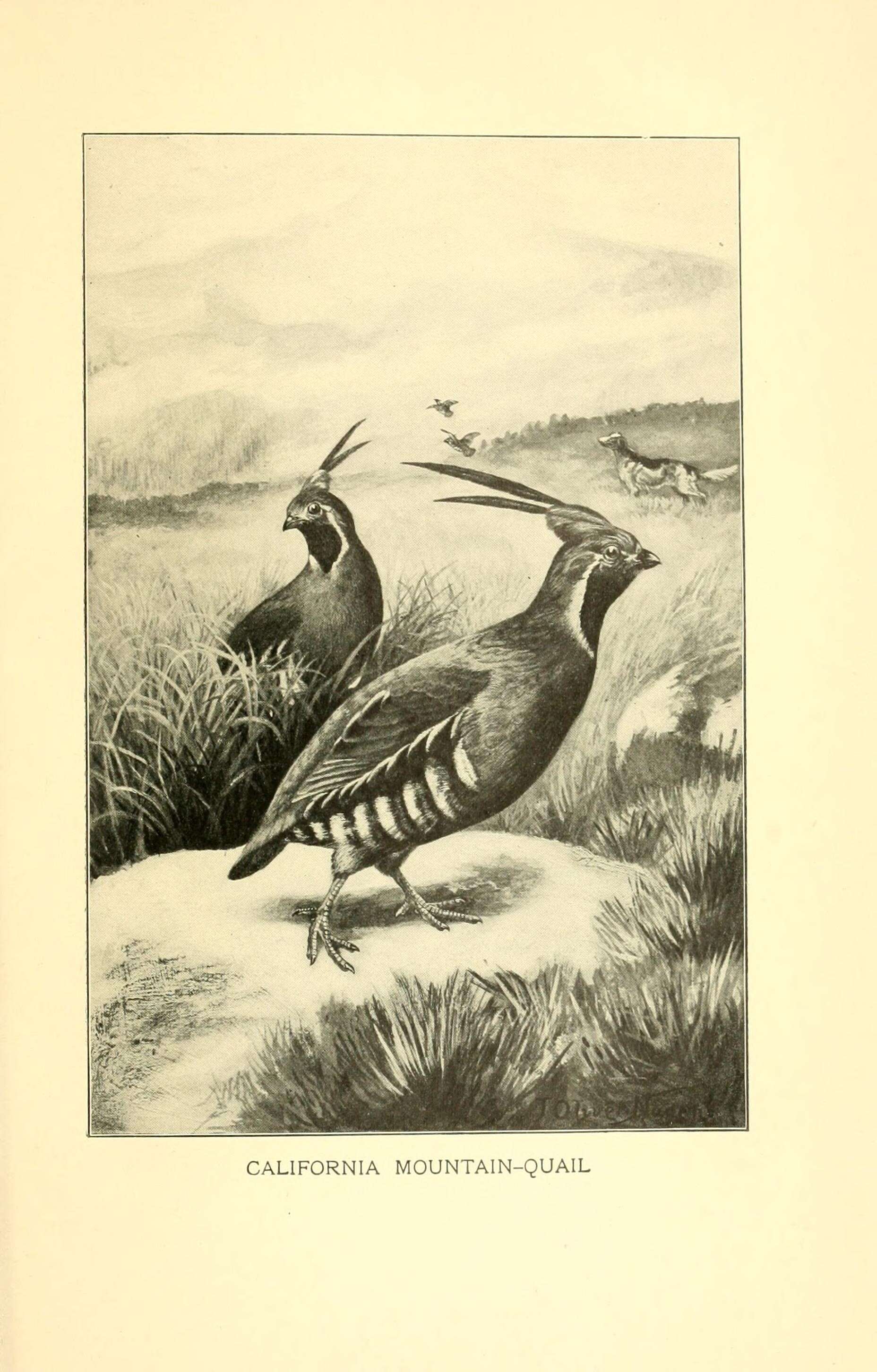 Image of Oreortyx Baird & SF 1858