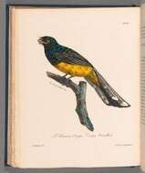 Trogon collaris aurantiiventris Gould 1856的圖片