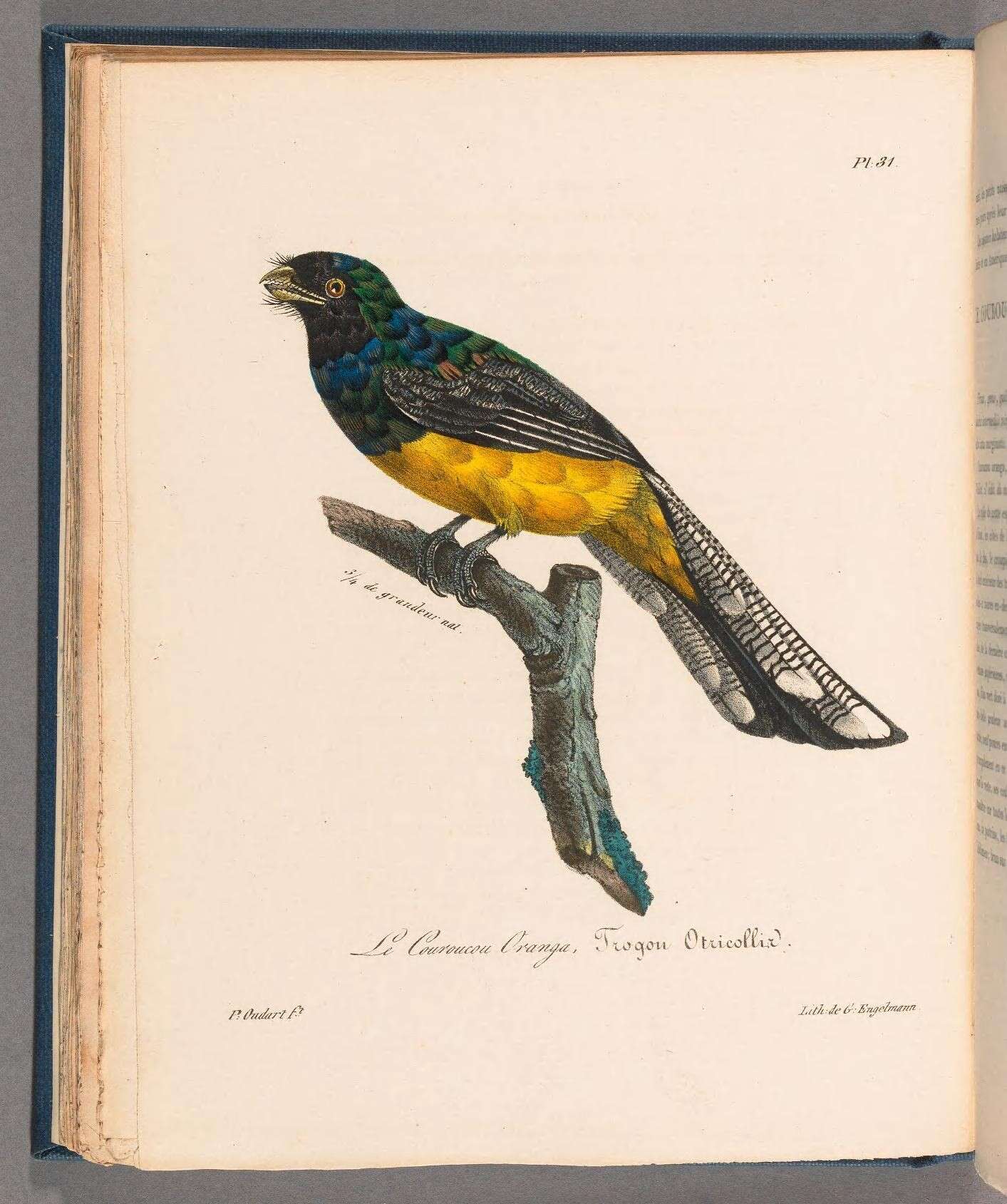 Plancia ëd Trogon collaris aurantiiventris Gould 1856