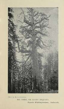 Image of giant sequoia