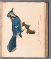 Image of Blue Jay