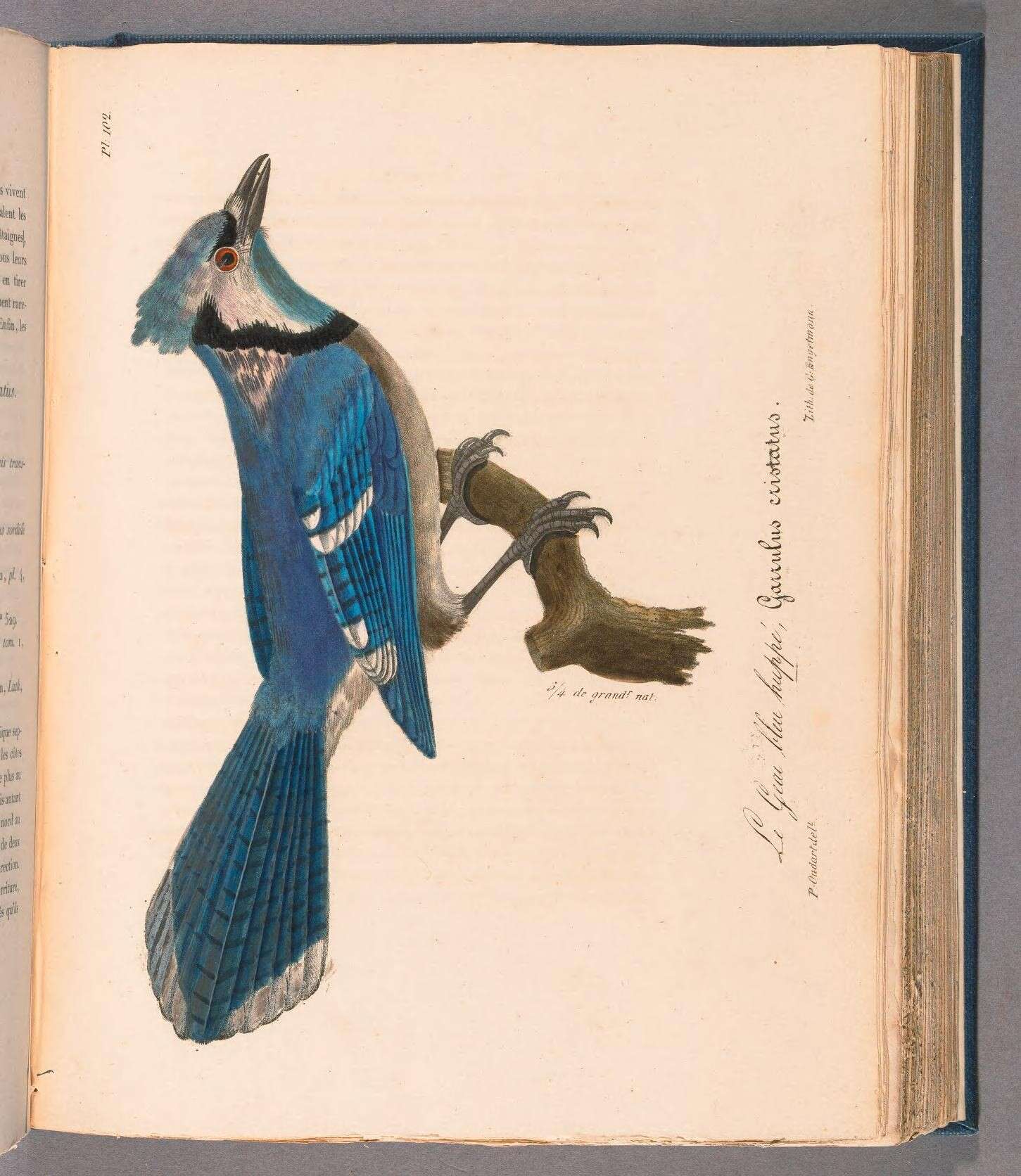 Image of Blue Jay