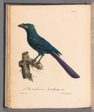 Imagem de Crotophaga Linnaeus 1758