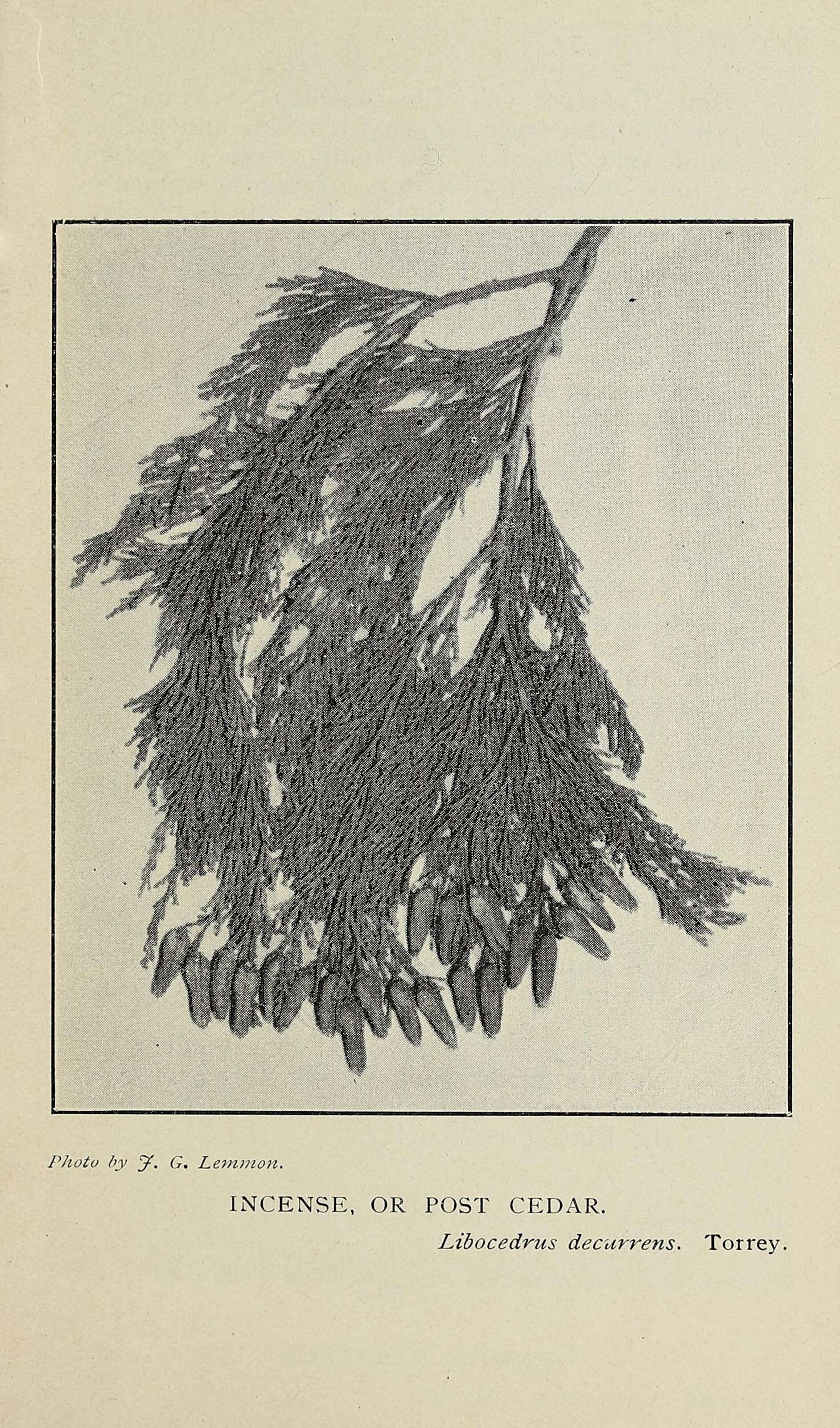 Sivun Sypressikasvit kuva