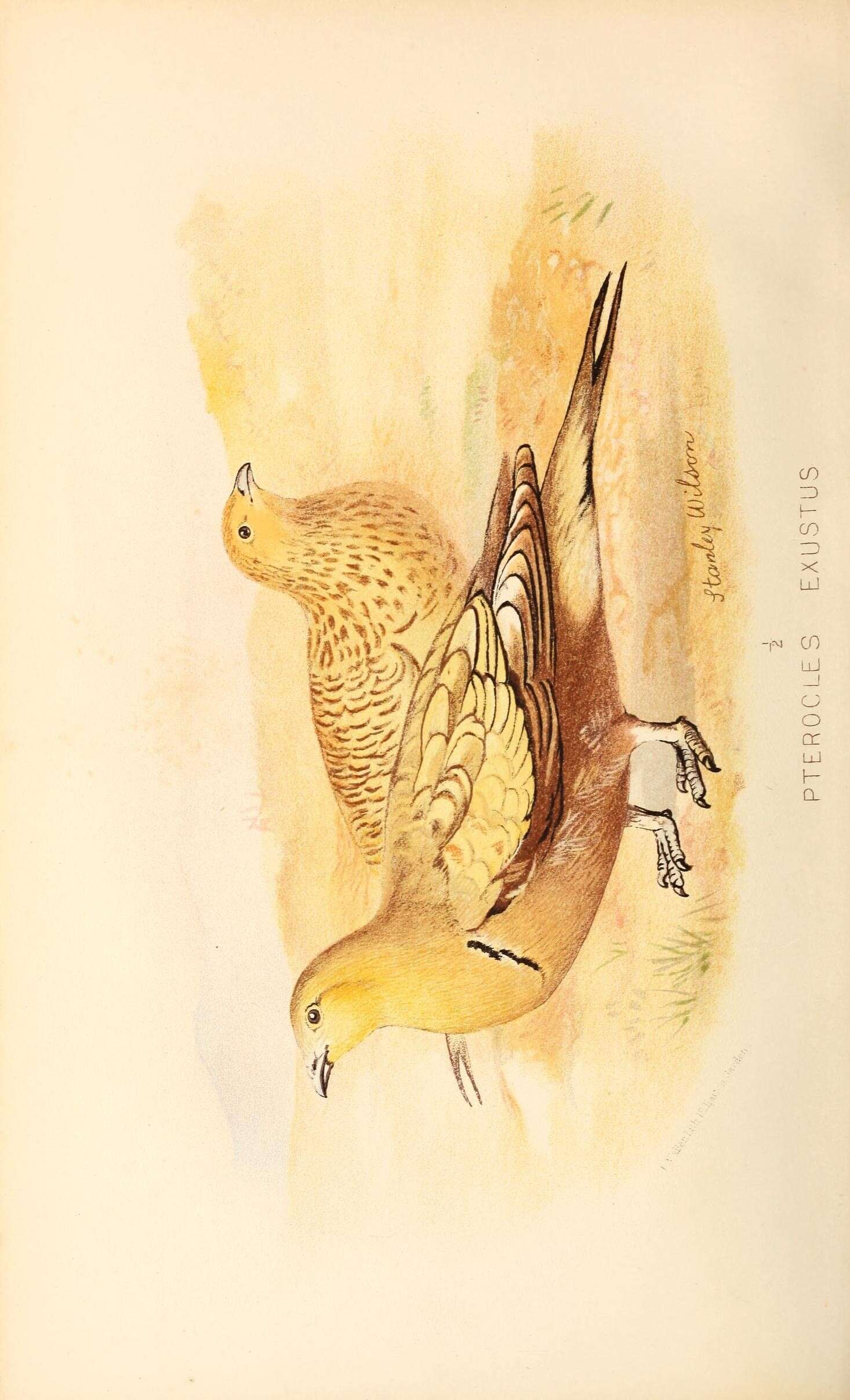 Image of Chestnut-bellied Sandgrouse