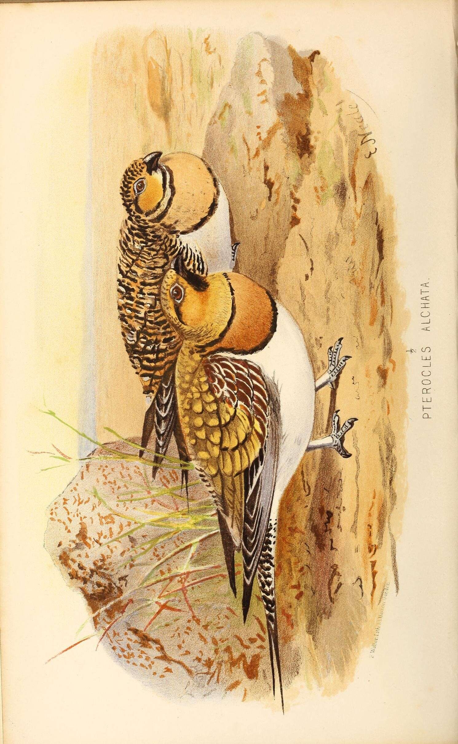 Image of Pin-tailed Sandgrouse