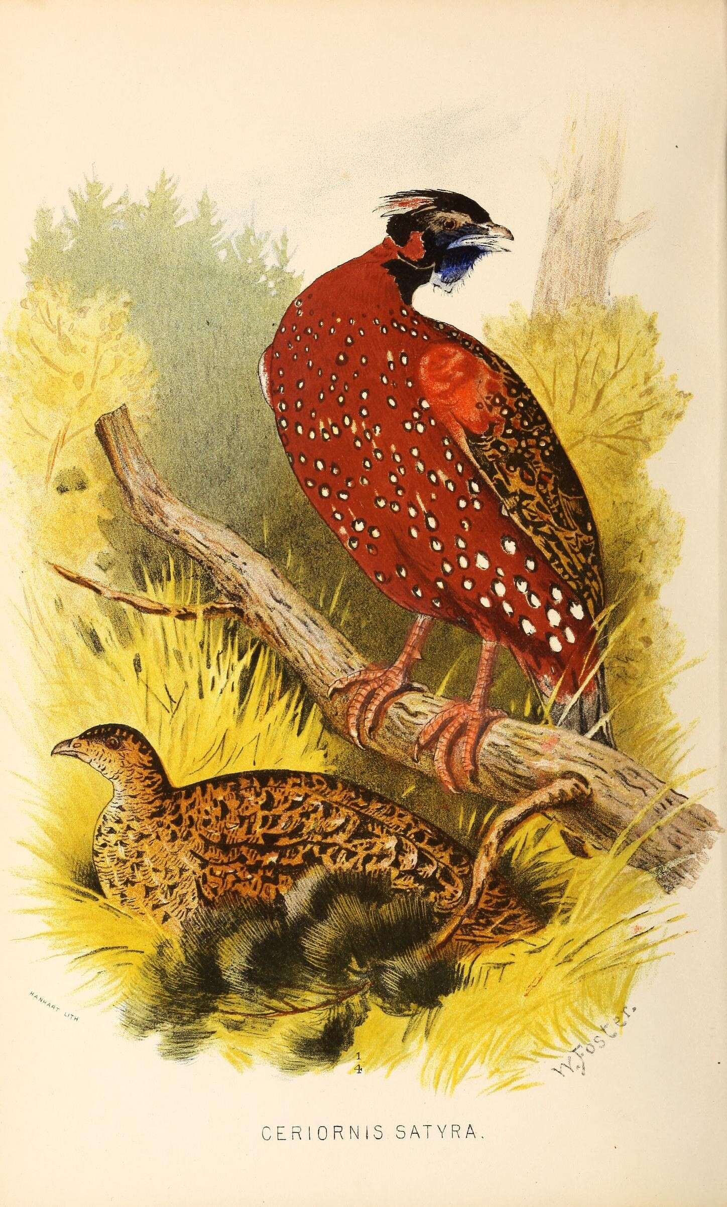 Image of Crimson Horned-pheasant