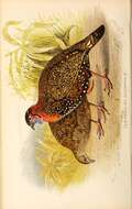 Tragopan melanocephalus (Gray & JE 1829) resmi