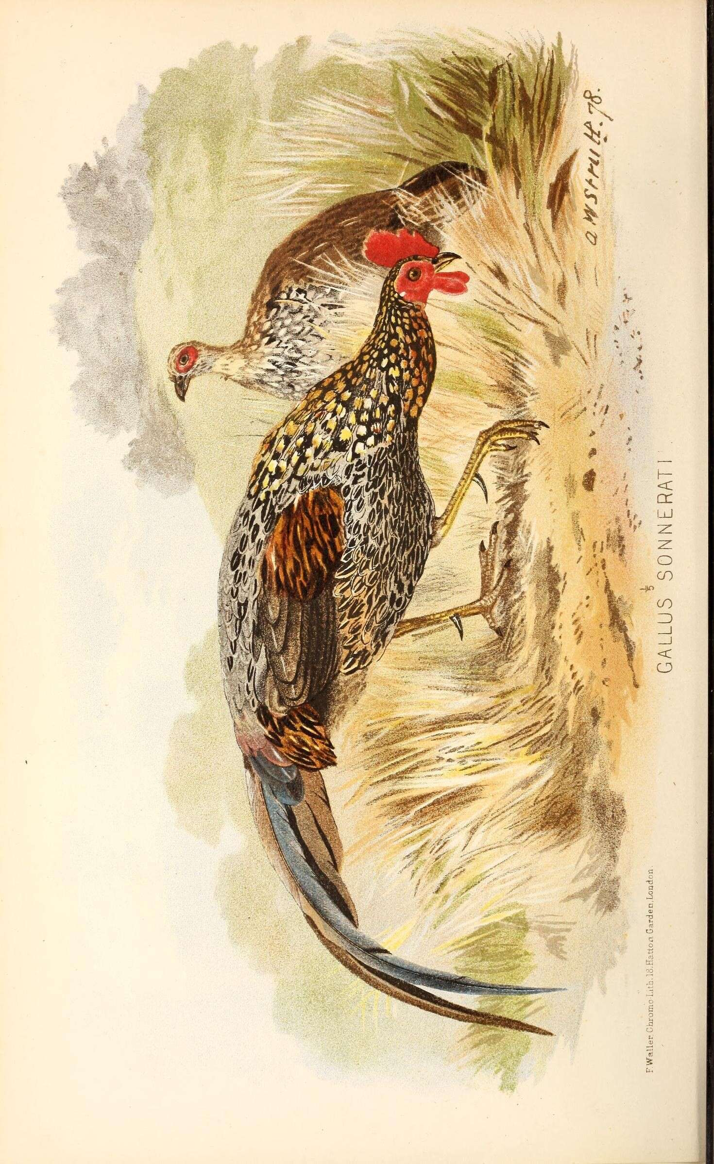 Image of Grey Junglefowl