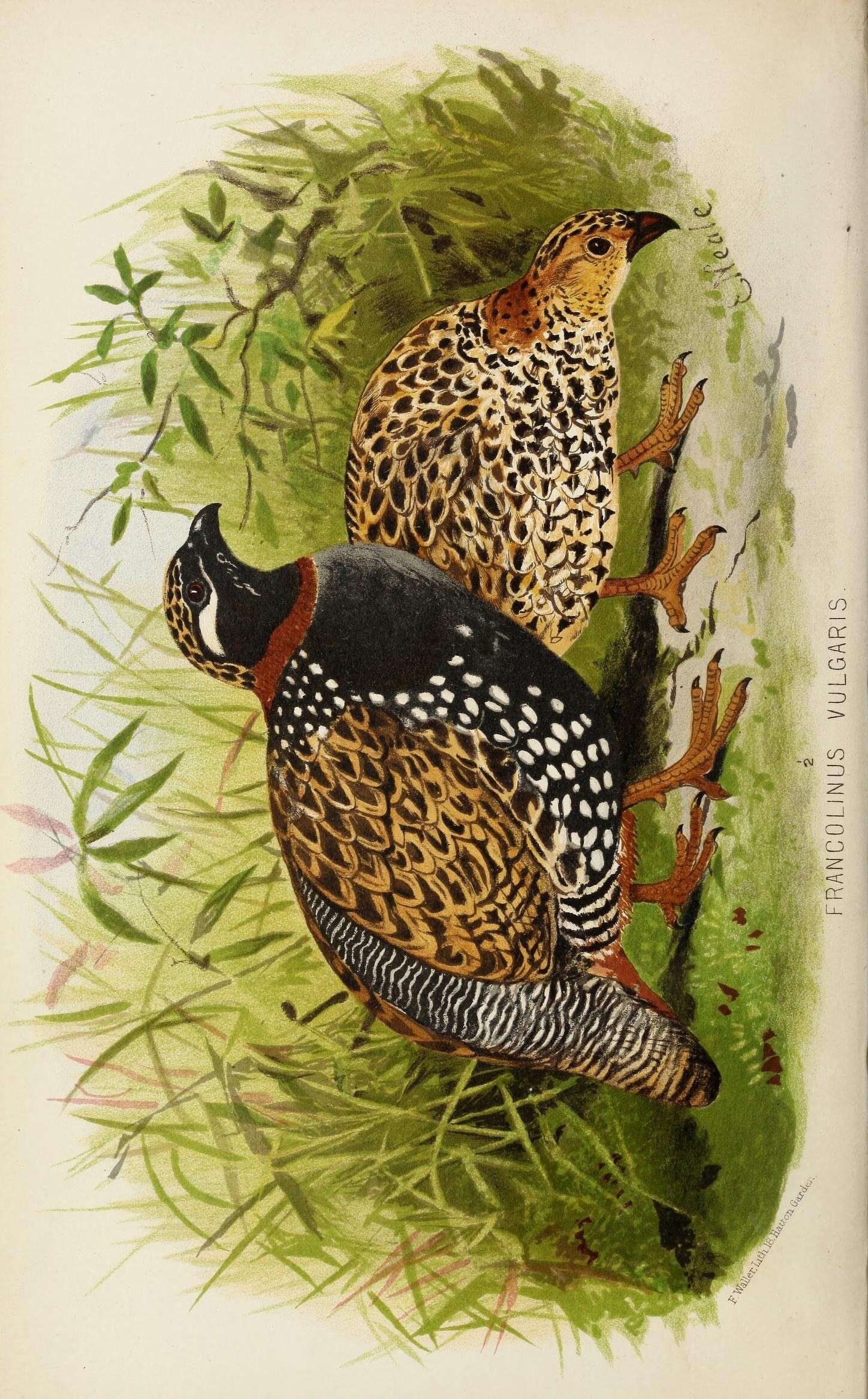 Image de Francolin noir