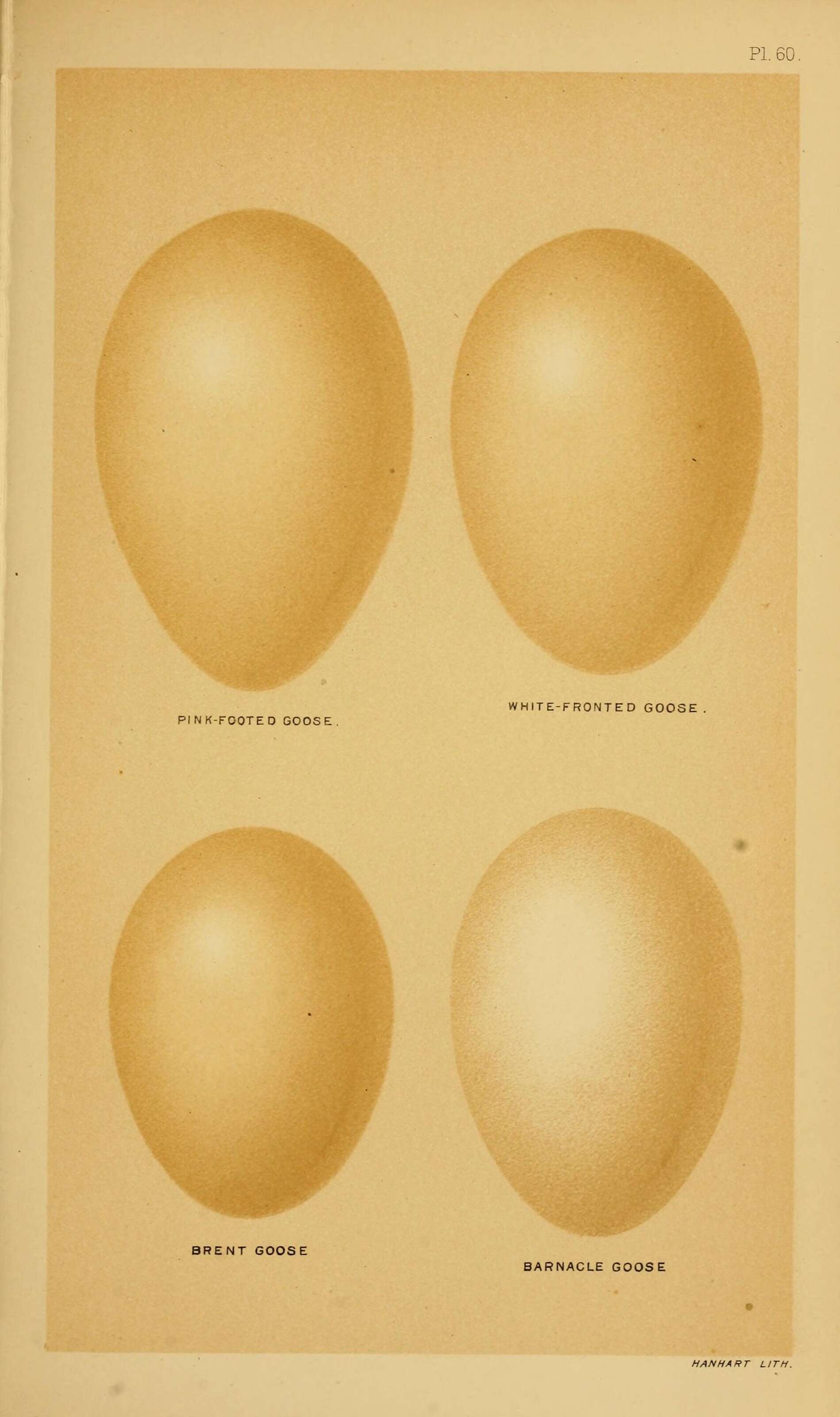 Imagem de Anser brachyrhynchus Baillon 1834