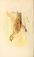 Image of Crowned Sandgrouse