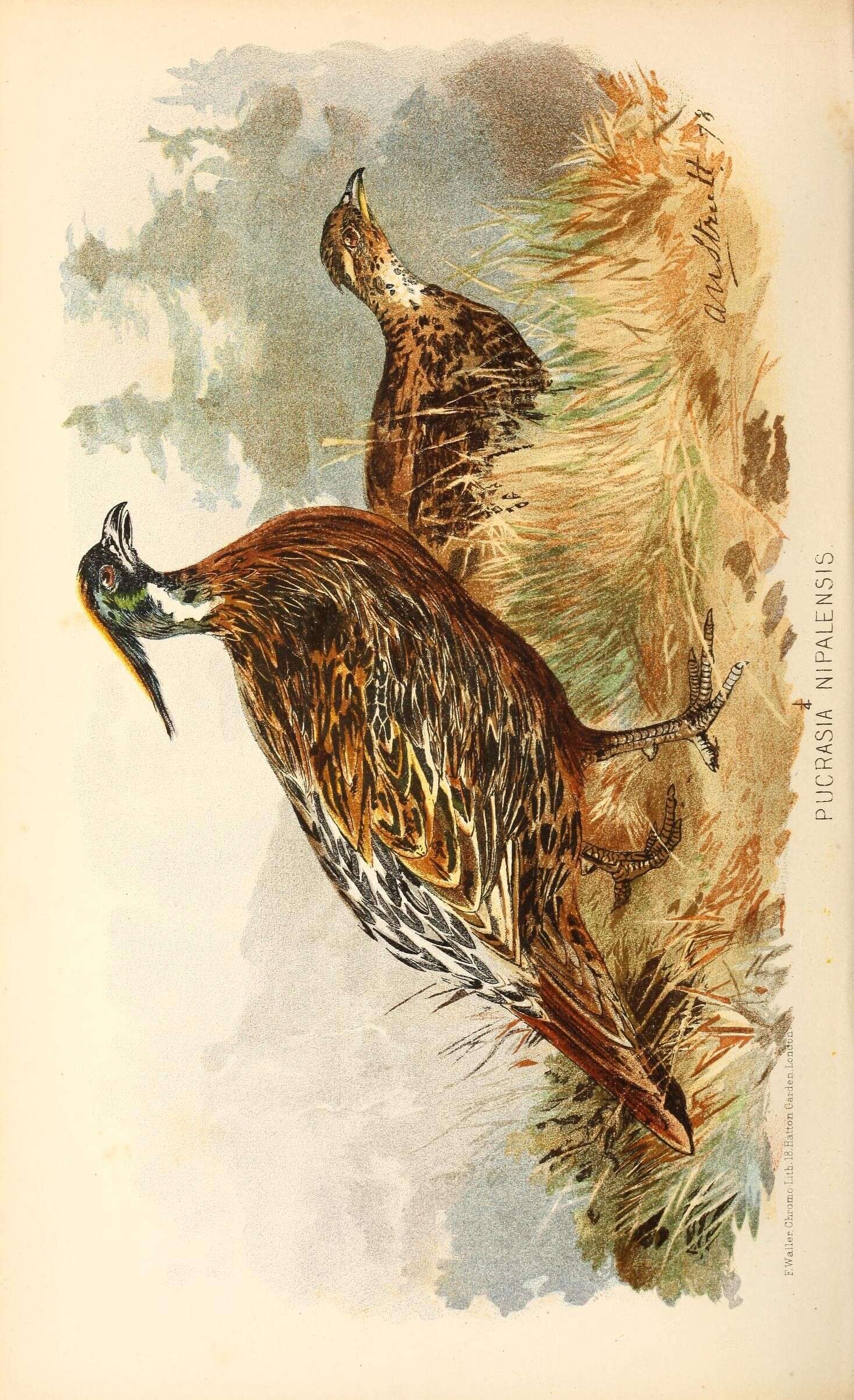 Image of Koklass pheasant
