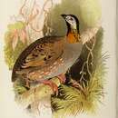 Image of Rufous-throated partridge