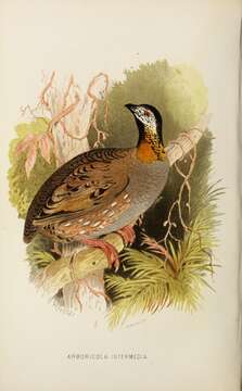 Image of Rufous-throated partridge