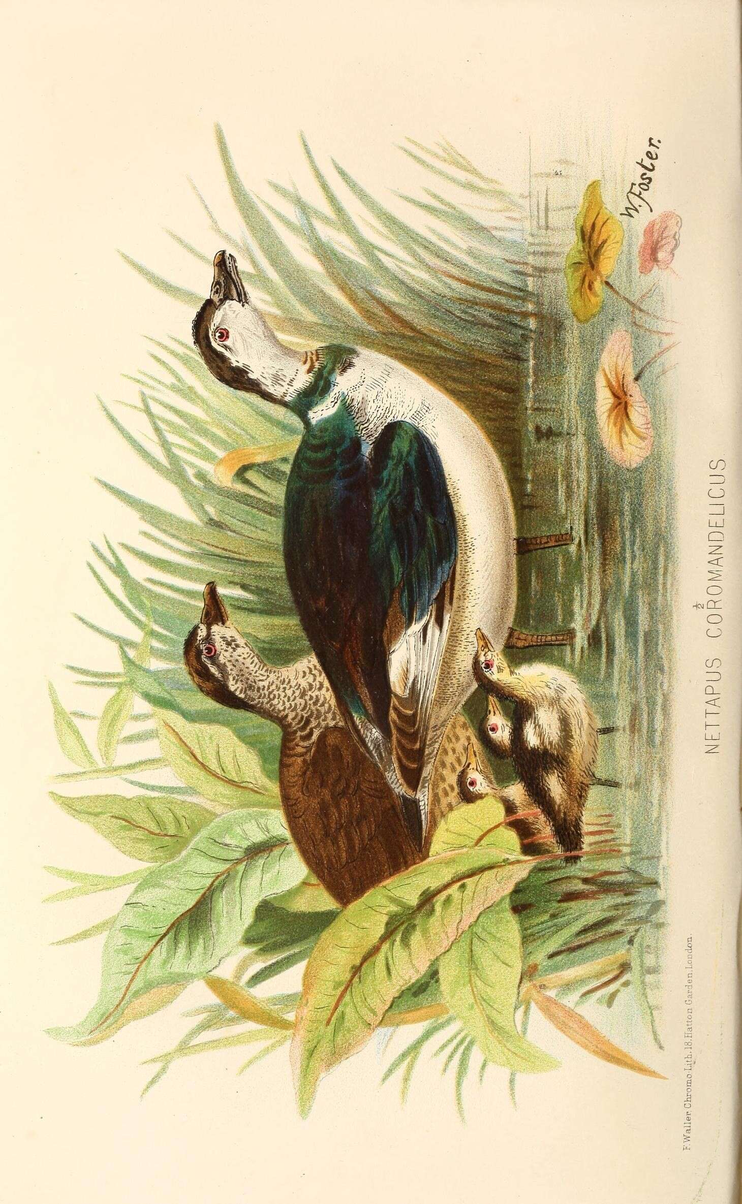 Image of Cotton Pygmy Goose