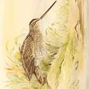 صورة Gallinago nemoricola Hodgson 1836