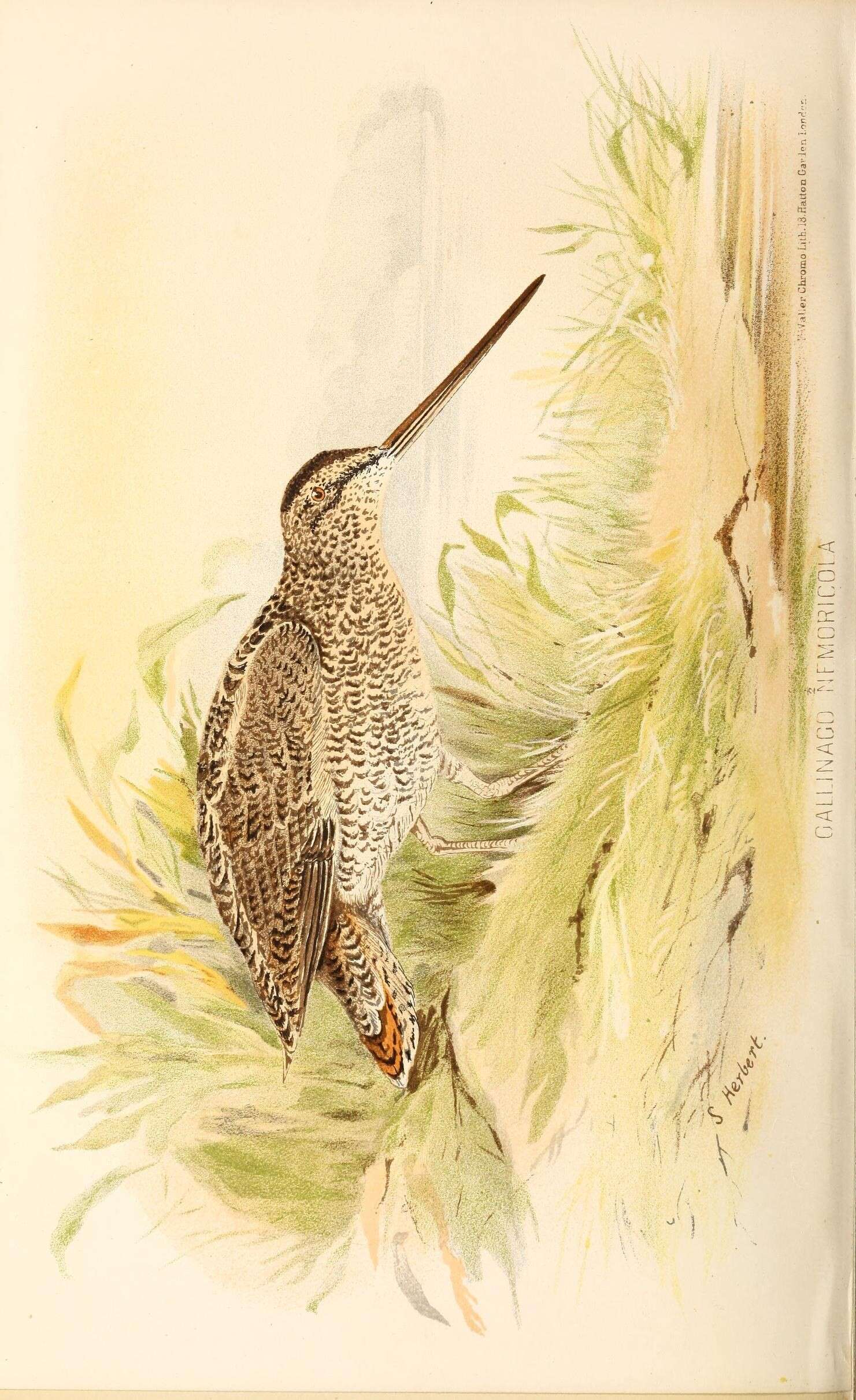 Plancia ëd Gallinago nemoricola Hodgson 1836