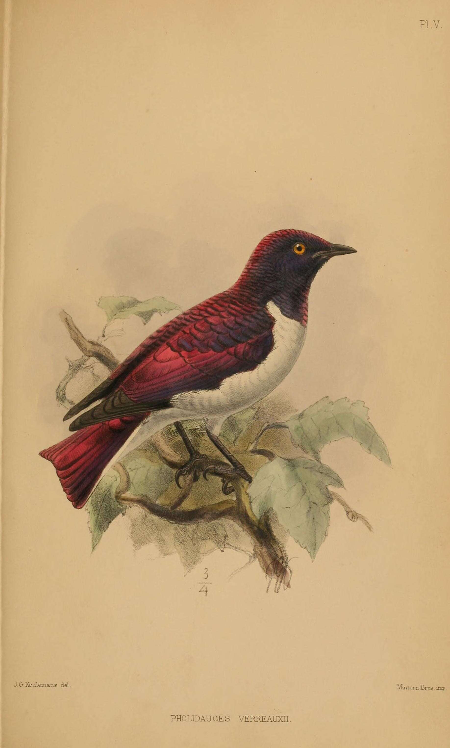 Image of Cinnyricinclus leucogaster verreauxi (Finsch & Hartlaub 1870)