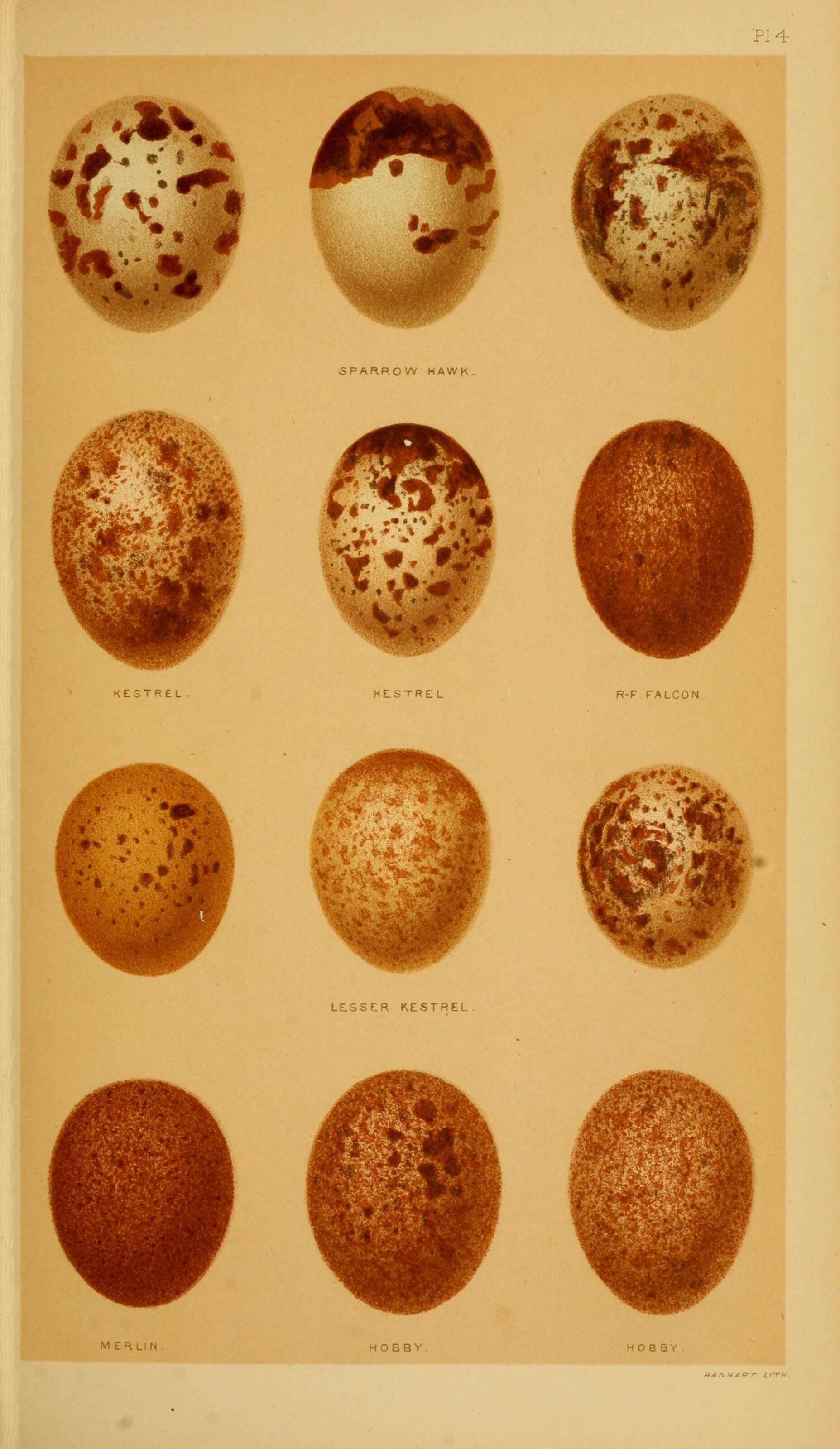 Imagem de Accipiter nisus (Linnaeus 1758)