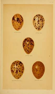 Plancia ëd Hydrocoloeus Kaup 1829